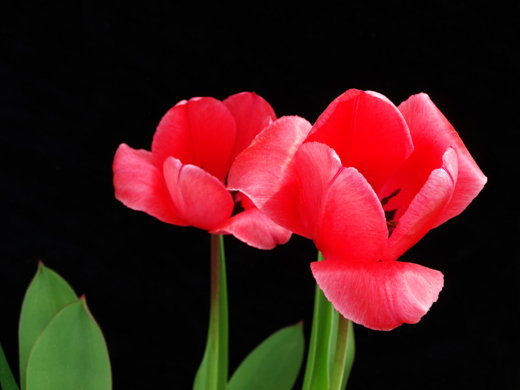 A close up of two red-pink flowers