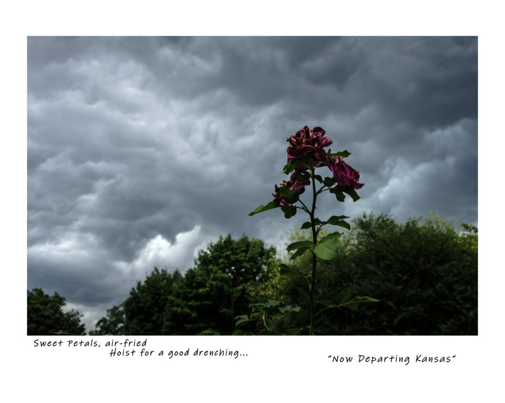 Photograph, a wilted rose blossom at the top of a long stem, set against a tumultuous sky of storm clouds. Underneath the image is a haiku poem text: Sweet petals, air-fried, hoist for a good drenching... "Now Departing Kansas"