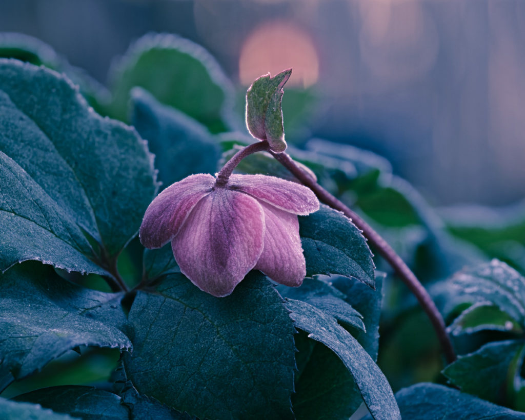 Photograph, a view across the top of a flowering hellebore plant, covered in fine dew, with one blossom facing downward. The blossom is a pinkish purple, the leaves are green, and the light of the atmosphere behind it is a cool blue, with a soft round orange highlight representing the sun.