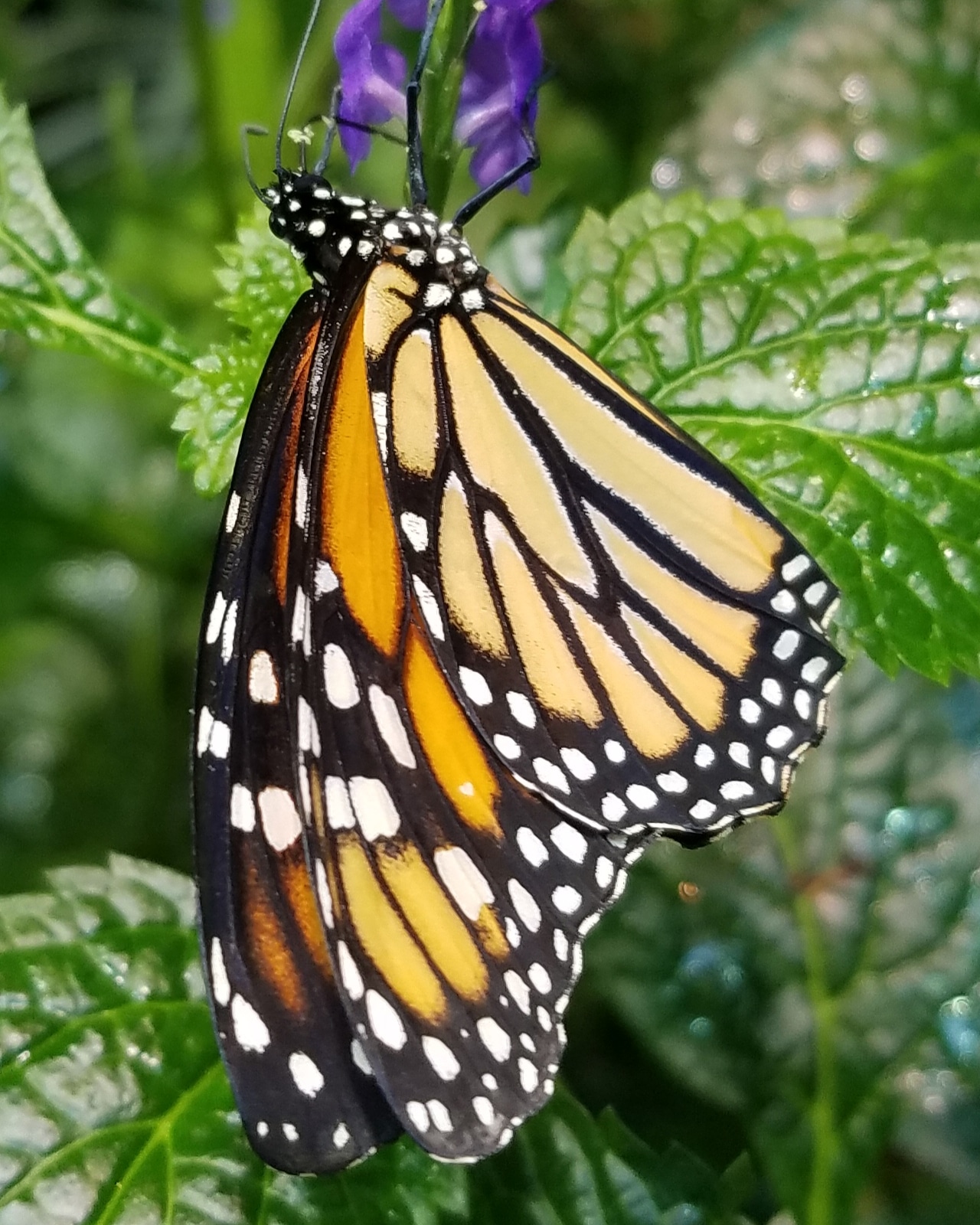 A monarch butterfly hanging upside down on a leaf. 